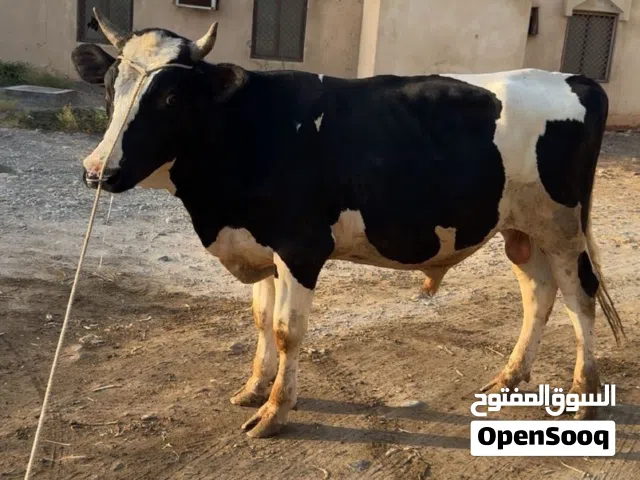 للبيع عجل نمساوي حلو مال تربيه او حق بقر ماقالع شي