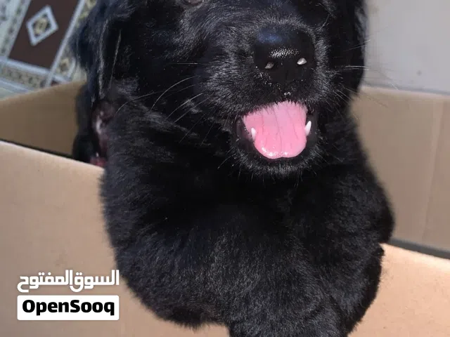 Black Retriever