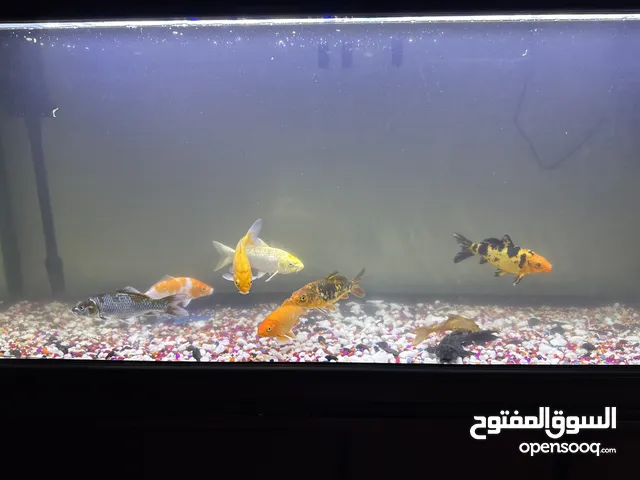 سمك للبيع fish for sale