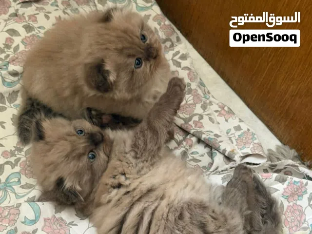 قطط سكوتش فولد إناث