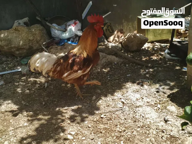 ديك بلدي للبيع
