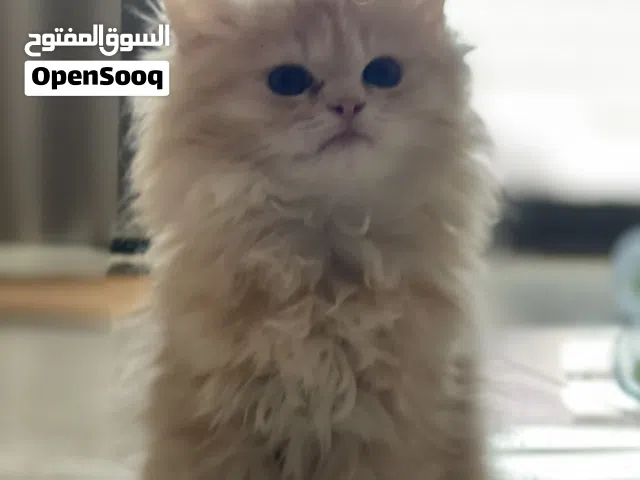 قطط كتنز سايبيري عمر شهرين للبيع ( اقرأ الوصف )