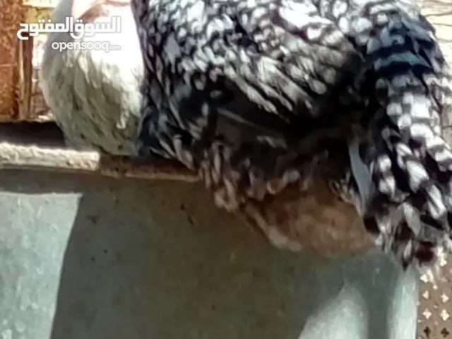 صوص بلدي للبيع