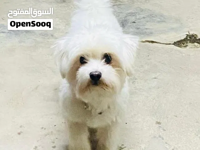 مالتيز ذكر