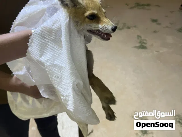 جرو تعلب للبيع