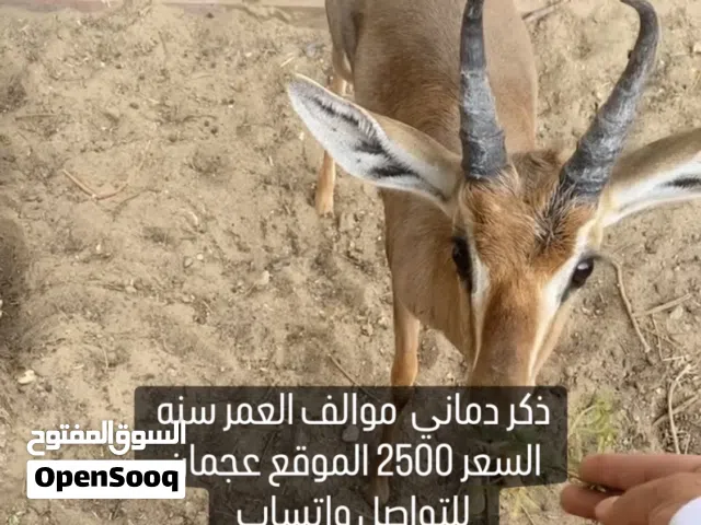غزال الدماني ذكر عمره سنه موالف ويقارب وينطح مطلوب 2500 درهم الموقع عجمان التواصل واتساب فقط