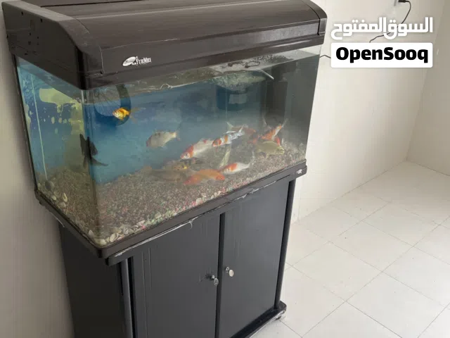 للبيع حوض سمك زينة بحالة جداً ممتازة مستعمل من قبل و فيها مجموعة من سمك الزينة الراغب يتصل