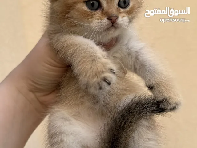 قطة انثى سكوتش فولد تربل للبيع