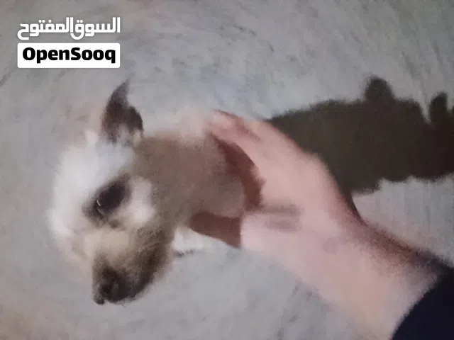 كلب زينه ربي يبارك