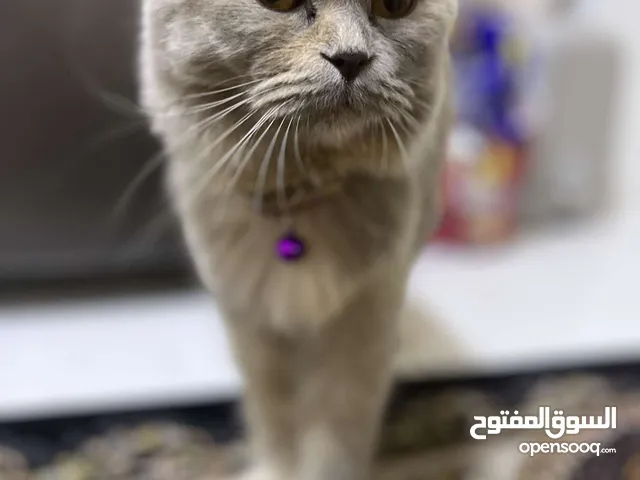 سكوتش فولد