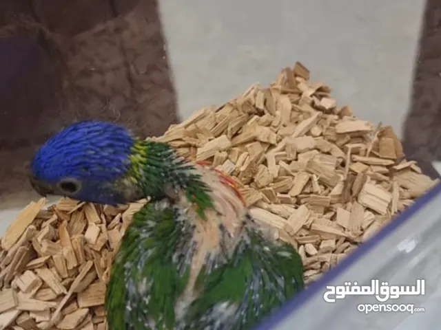 فرخ لوري رينمبو عمره فوق شهر مع سيرلاك و ابرة غر عجمان