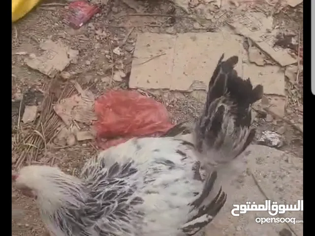 دجاج للبيع