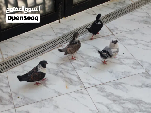حمام كنك للبيع