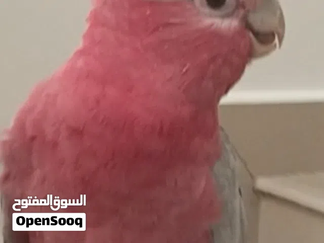 Rose breasted galah cockatoo parrot