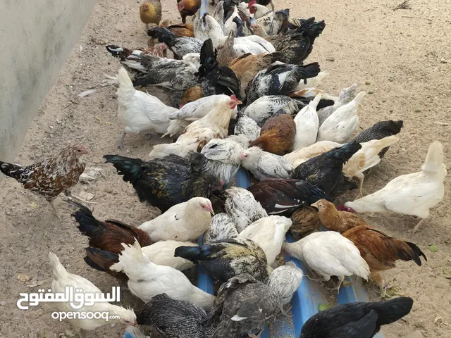 دجاج عربي للبيع