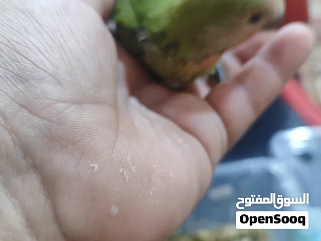 غندورات زق