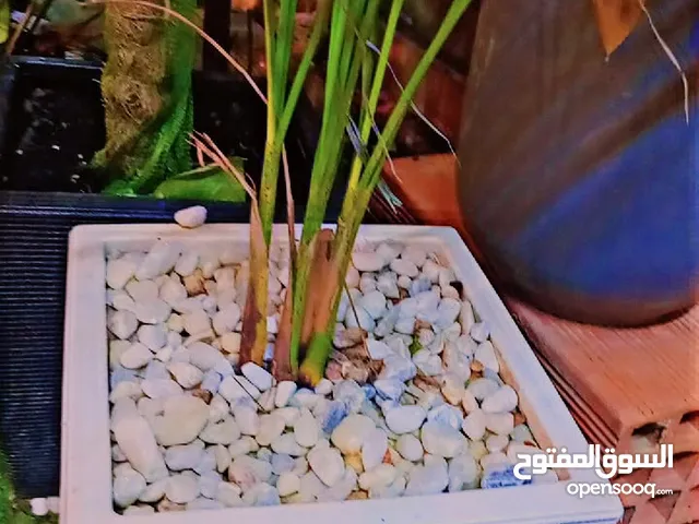 خيال المشتل