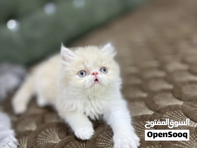 بكي فيس عمر شهرين ذكر
