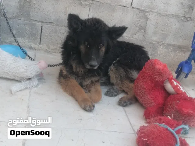 كلب جيرمان