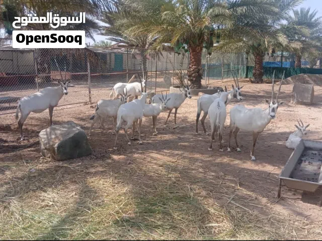 المها العربي للبيع