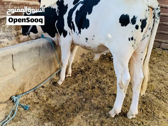 عجل سمين وحلو معلوف طحين