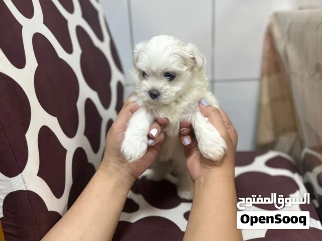 ready for new home
