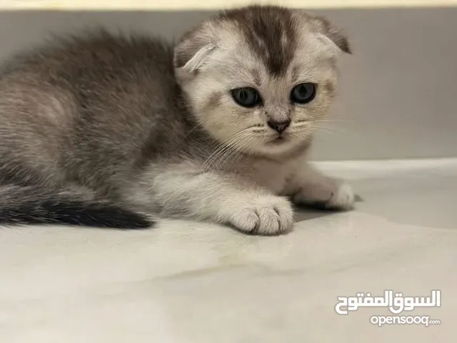 Scottish Fold & Scottish Straight Kittens Looking for a Loving Home - very beautiful