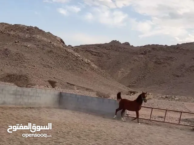 للبيع حصان مهجن
