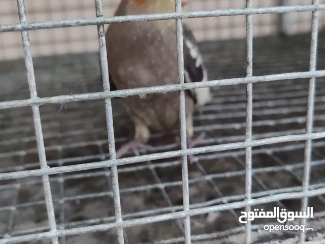 البيع فروخ 2كوكتيل الحين بروحنا يأكلن سوي موقع العامرات النهضه