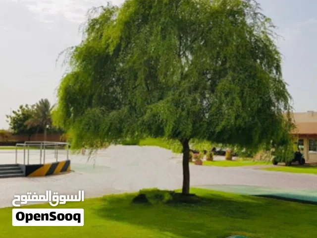 شتلات الغاف العماني