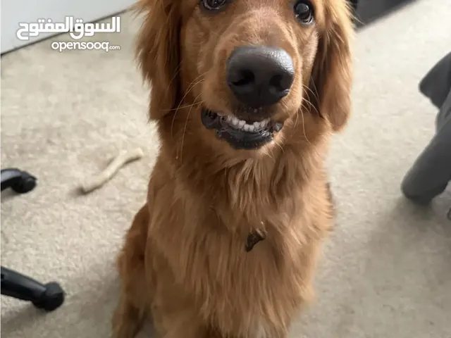 Her name is Lucy very friendly she’s a girl