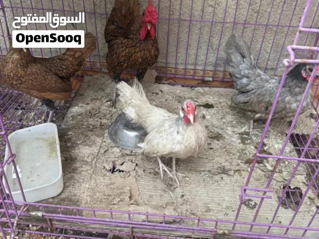 3دجاجات وديج اسباني بياضات