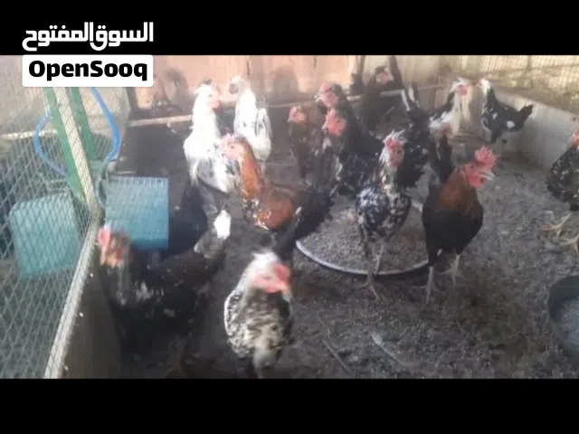 دياكه للاكل ودجاج بياض