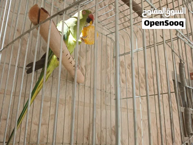 للبيع ببغاء درة جانمبو اقراء الوصف