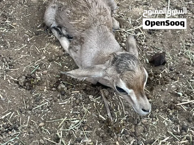 غزال ذكر ديماني