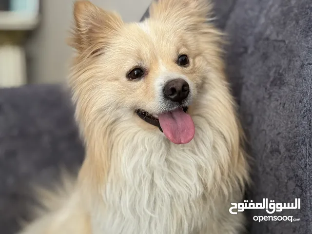 بومرينيان ذكر العمر سنة
