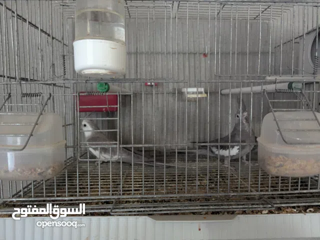 كوبية كوكتيل فرنساوي (وايت فيس)