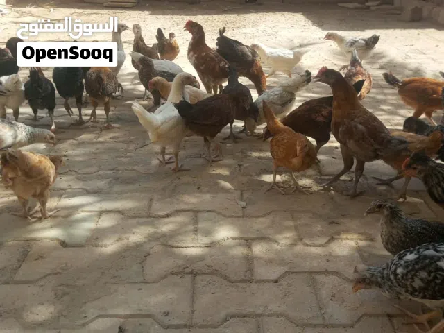 كتكوت عربي عمر شهر و 20 يوم حجم ونظافة ما شاء الله