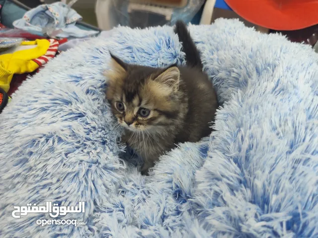 قط ذكر سكوتش ستريت جولدن NY24: احضر الريلز للاهميه للبيع قط سكوتش ستريت جولدن (NY24)