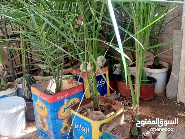 نخله للبيع حجم صغير
