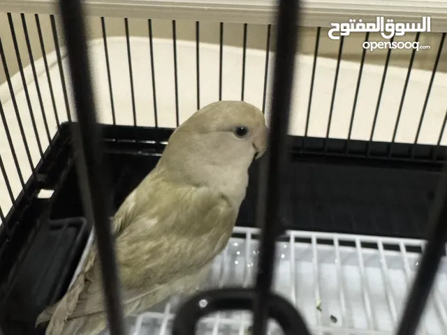 للبيع روز نص ولافه