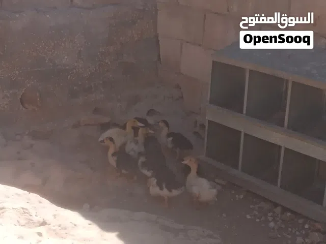 فراخ بط بلدي