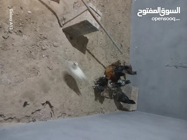 بيع دجاج عتوق عربي