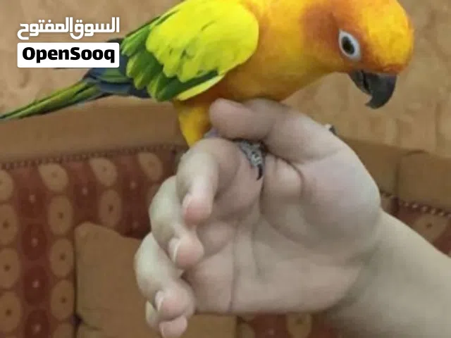 للبيع طير صن كنيور ب700