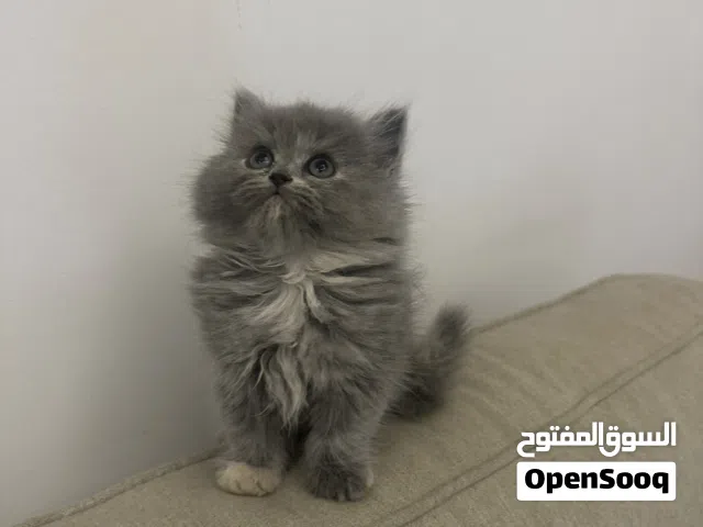 قطّة أنثى شيرازي صغيرة بفرو كثيف وعيون جميلة – مدربة على اللتر بوكس