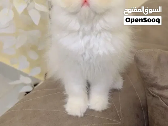 بسم الله للبيع بنوته هيمالايا