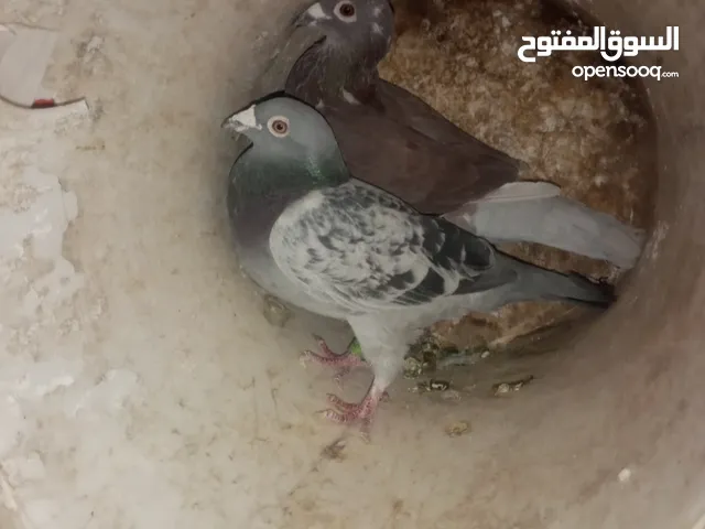 ثلاث جواز زواجل سعر الكوم 20