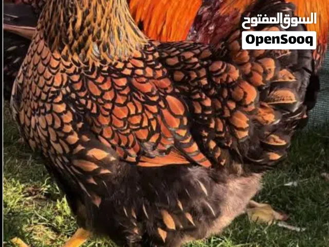 دجاج نادر للبيع