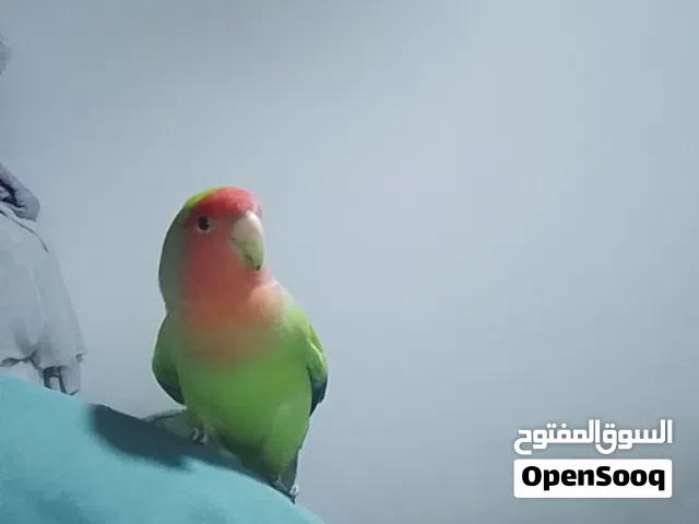 ببغاء فحل روز اليف