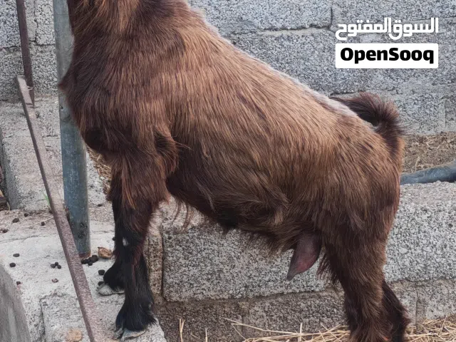 سخلة عمانية